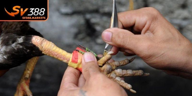 Mục đích chính từ cách mài cựa gà