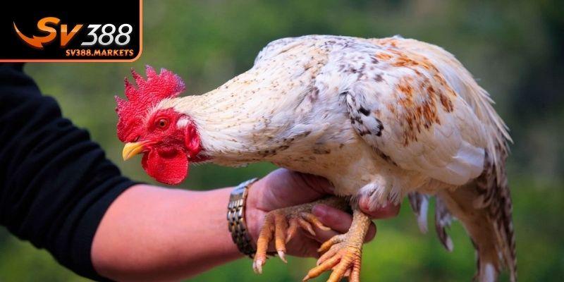 Những sai lầm cần tránh khi mài móng gà