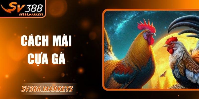Cách mài cựa gà