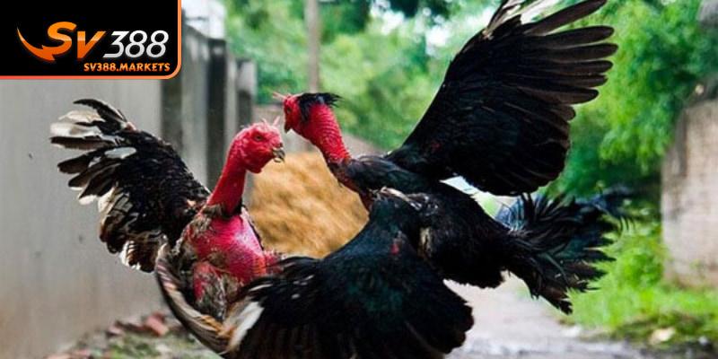 Chú ý dấu hiệu nghi ngờ từ ban tổ chức