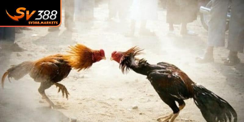 Khái niệm đá gà bịp là gì