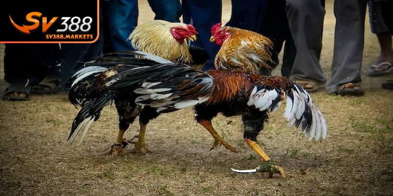 Mức độ nguy hiểm của trò chơi