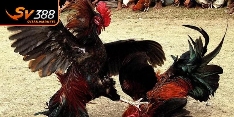 Cấp hộ cao dành cho cao thủ