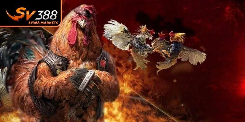 Bí kíp soi kèo chọi kê cực hay từ cao thủ