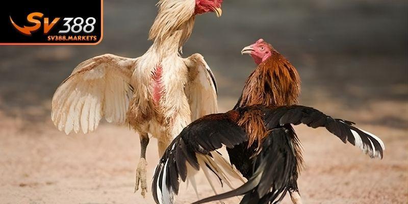 Các hình thức thi đấu hấp dẫn