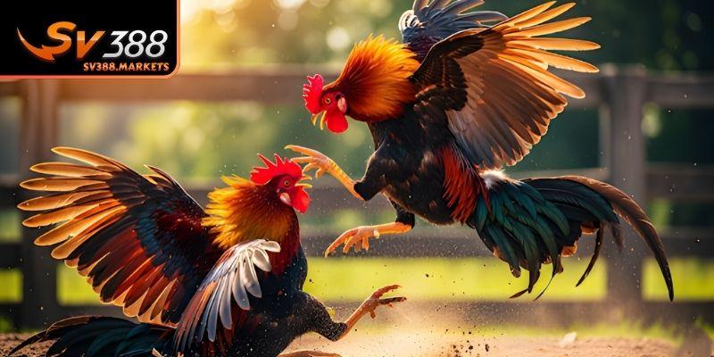 Sự cuốn hút của đá gà mạng hiện nay