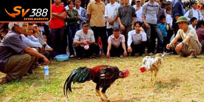 Quy chuẩn lựa chọn chiến kê 