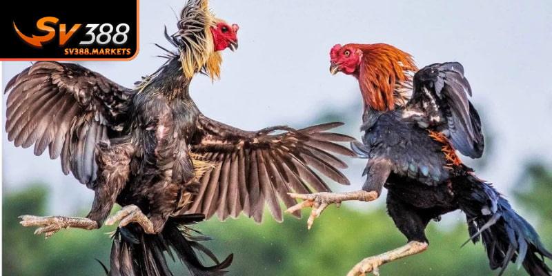 Lựa chọn sân chơi được đánh giá cao