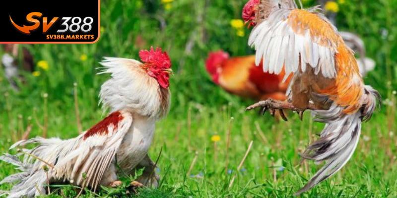 Nhịp độ của trò chơi rất nhanh