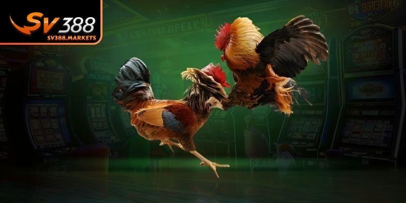 Điểm qua những hình thức đối đầu kịch tính của các chiến kê