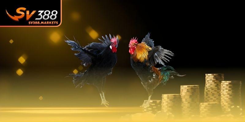 Kinh nghiệm soi tướng gà chọn kèo cược chuẩn