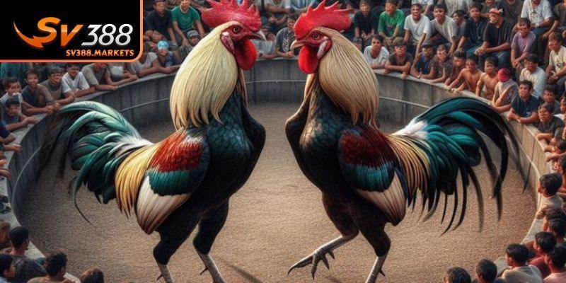Điểm danh các kèo cược thịnh hành tại sới gà Thomo