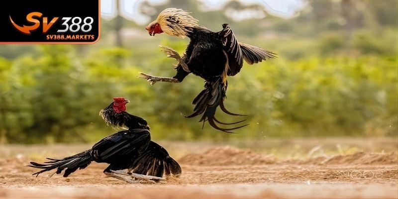 Hướng dẫn xem lịch chọi kê chuẩn