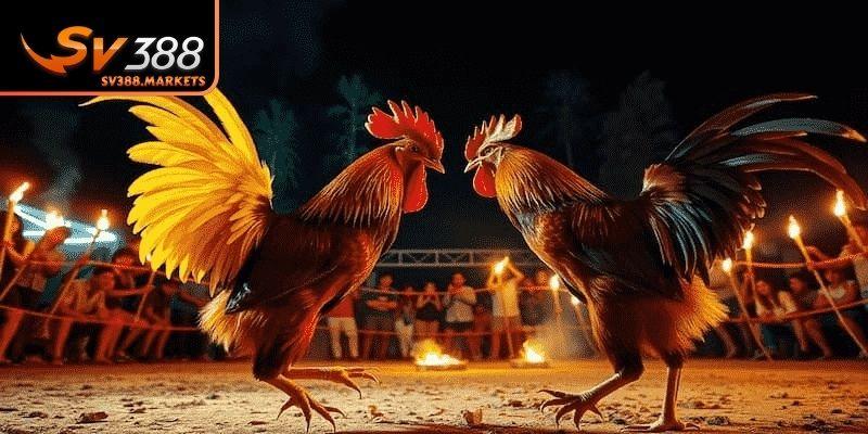 Lý do cần theo dõi lịch đá gà